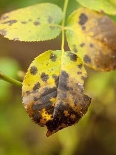 Rose Leaves Turning Yellow