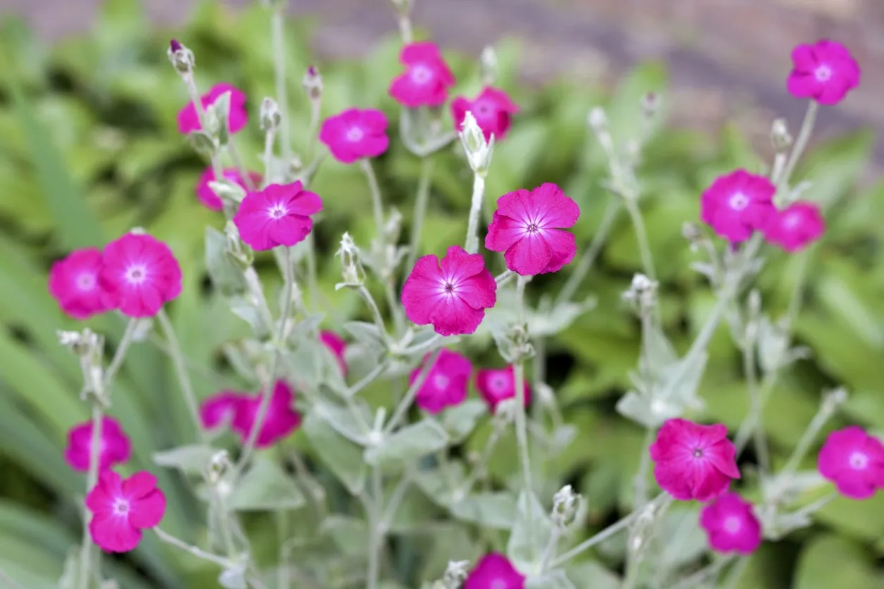 rose campion