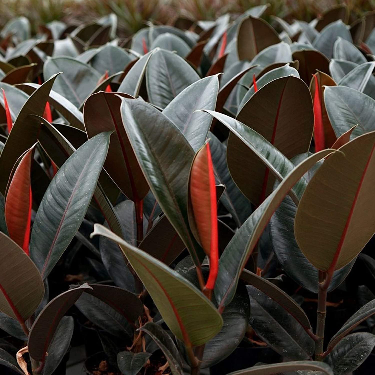 Burgundy Rubber Plant