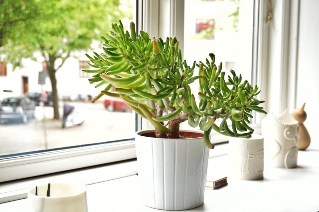 Jade Plant