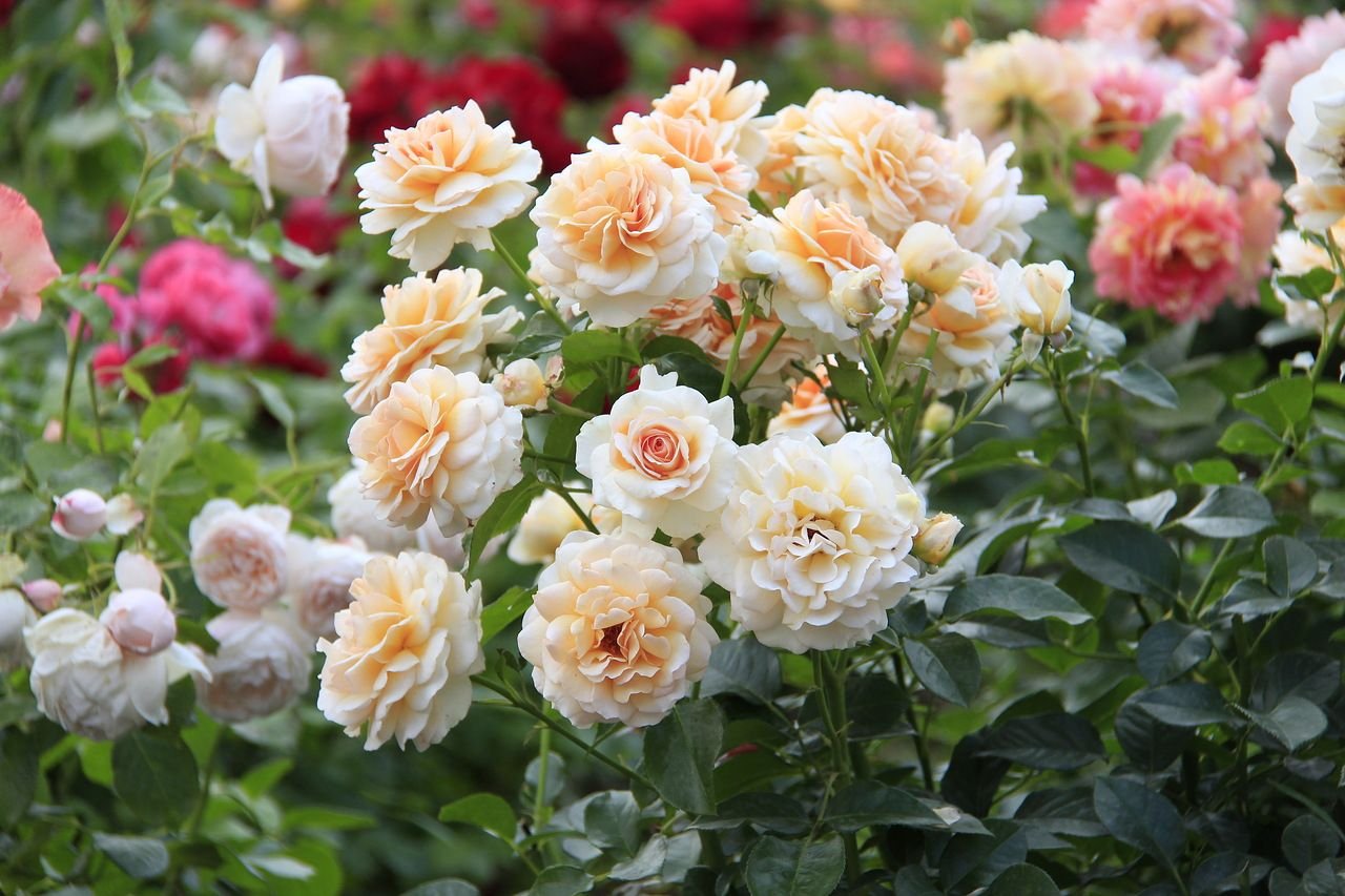 Floribunda Rose