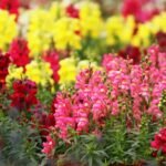 Antirrhinum majus