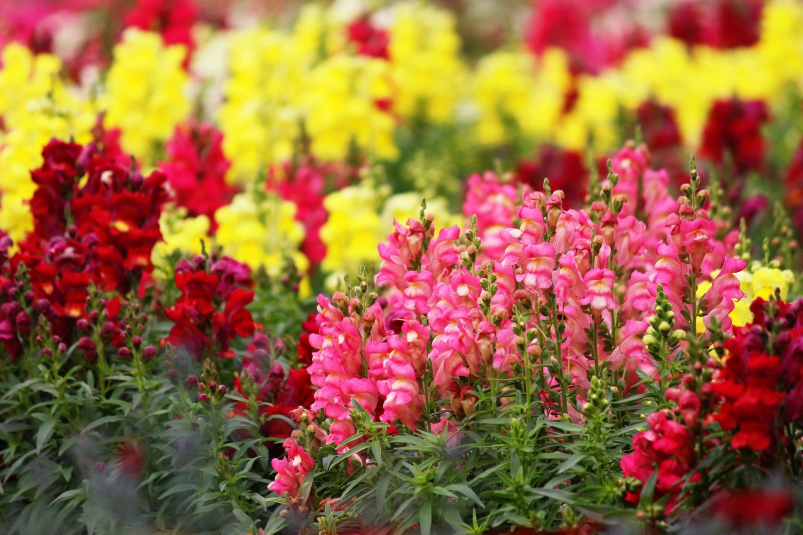 Antirrhinum majus