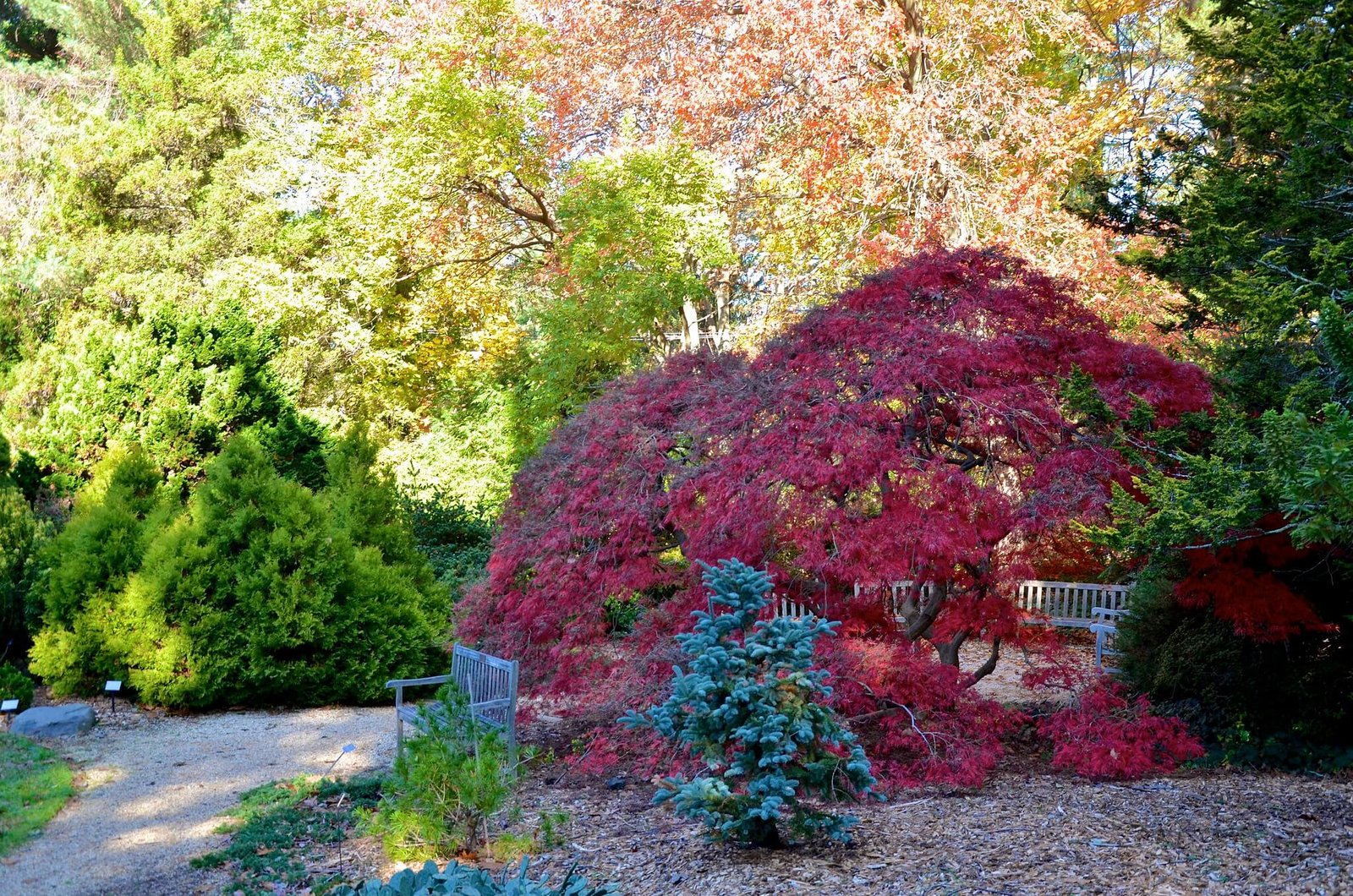 Dwarf Japanese maple