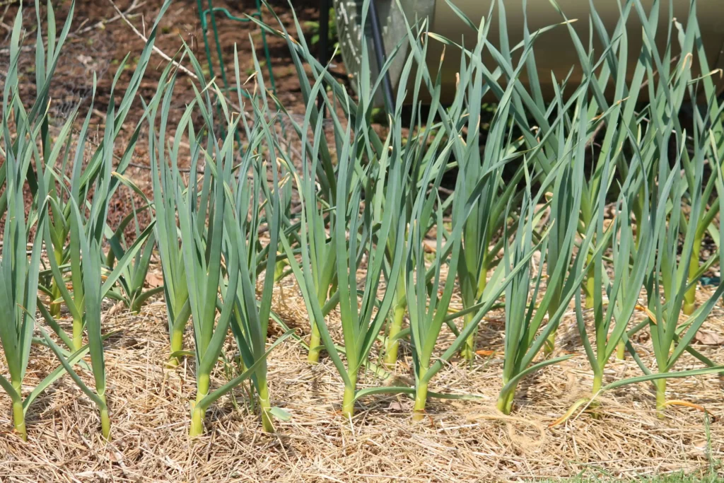 When to Harvest Garlic