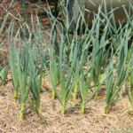 When to Harvest Garlic