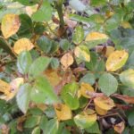 Rose Leaves Turning Yellow