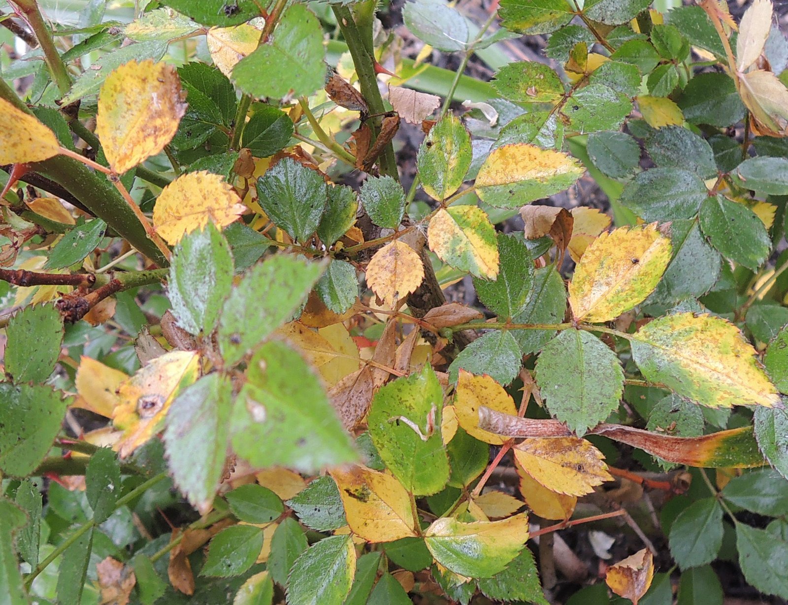 Rose Leaves Turning Yellow