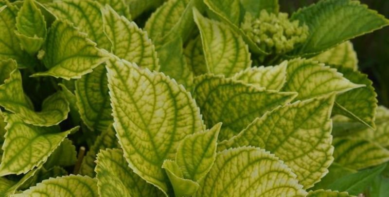 Hydrangea Leaves Turning Yellow