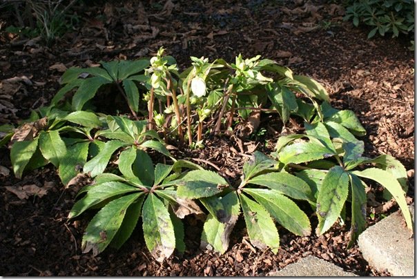 Helleborus Niger