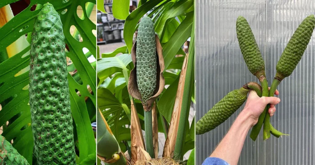 Monstera Deliciosa Fruit