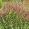 Maiden Grass