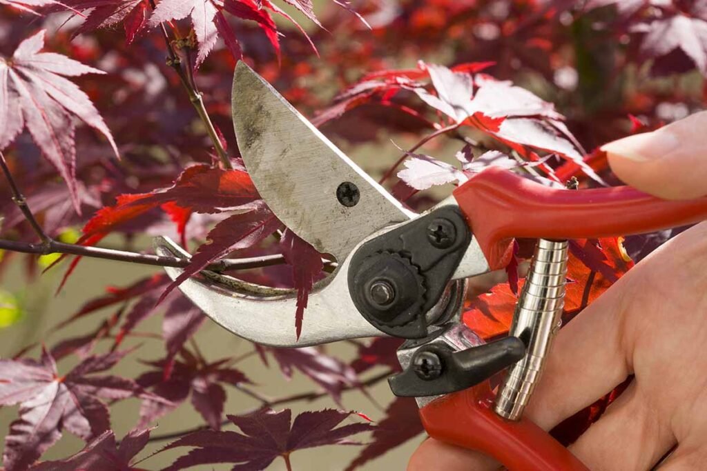 Pruning Maple Trees