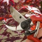 Pruning Maple Trees