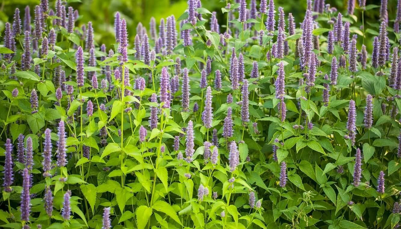 anise hyssop