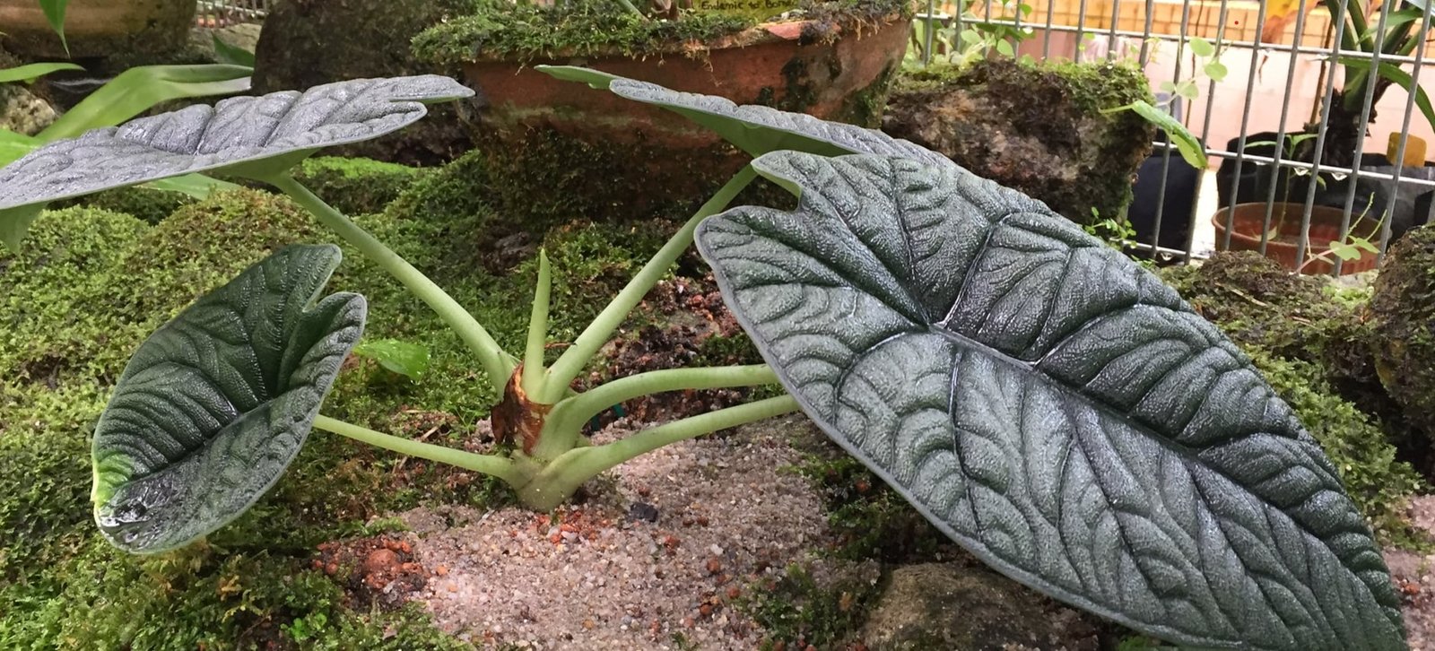 alocasia melo