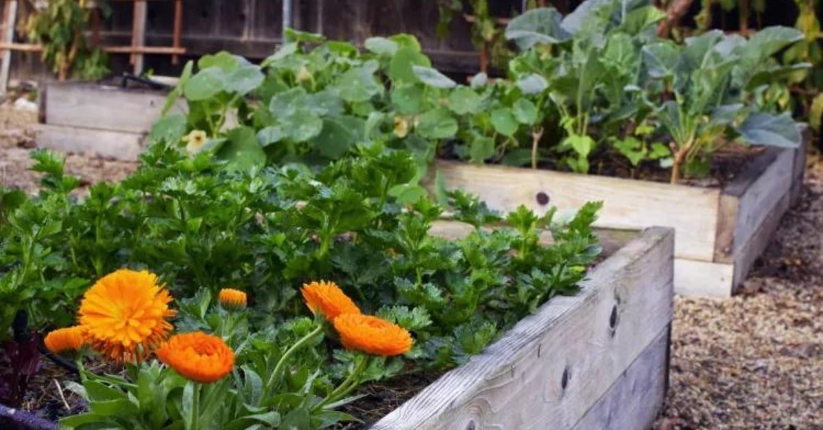 raised bed vegetable garden layout