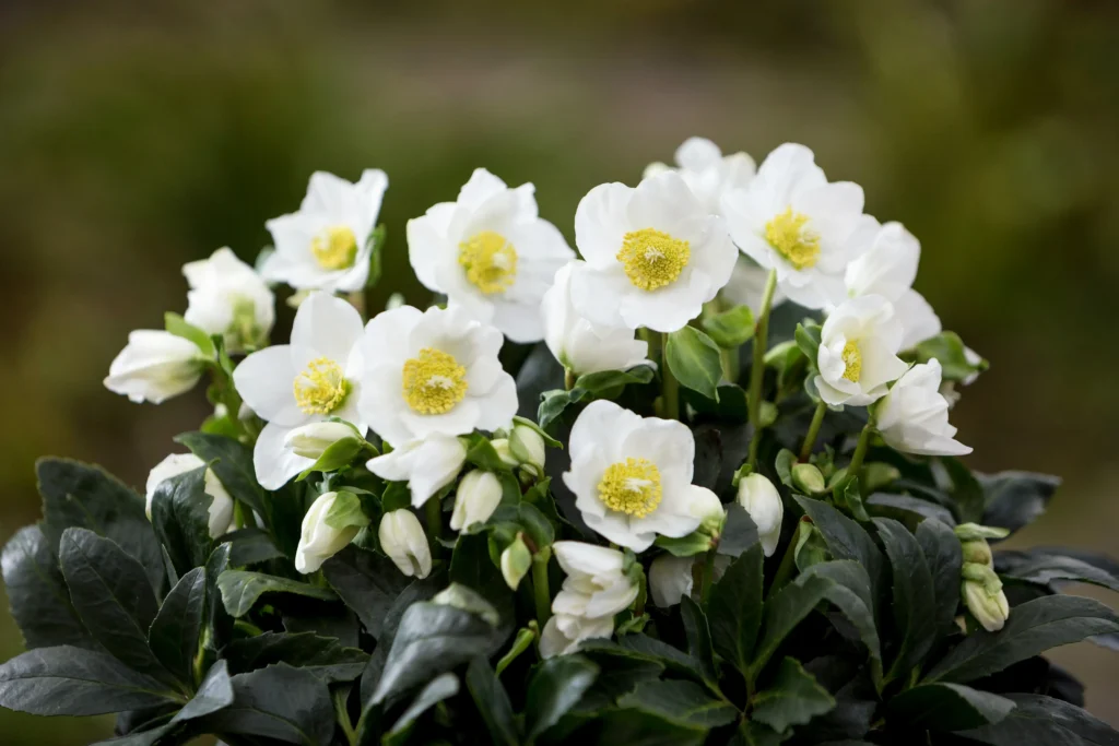 Helleborus Niger