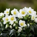 Helleborus Niger