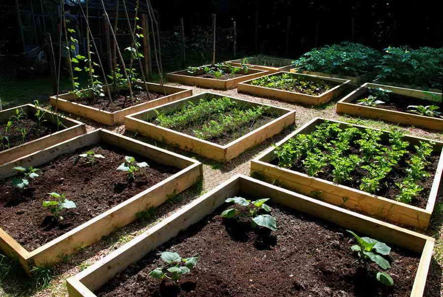 raised bed vegetable garden layout