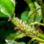 Aphids on Roses