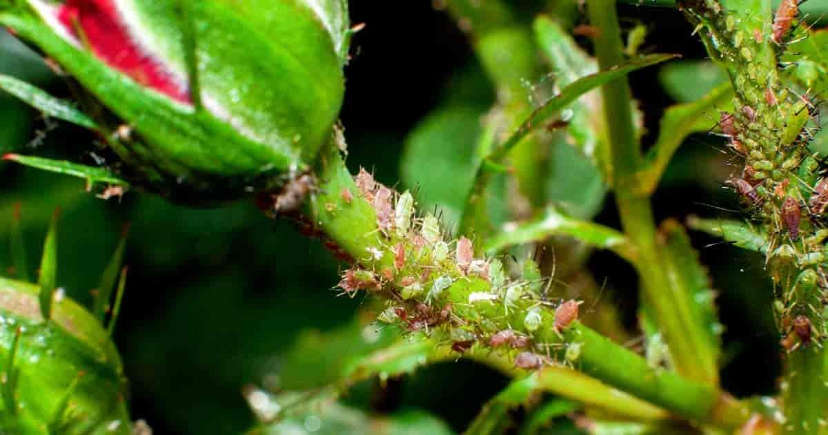 Aphids on Roses