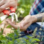 Deadheading Roses