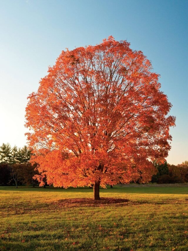 Discover the Beauty of Maple Trees: 10 Stunning Varieties