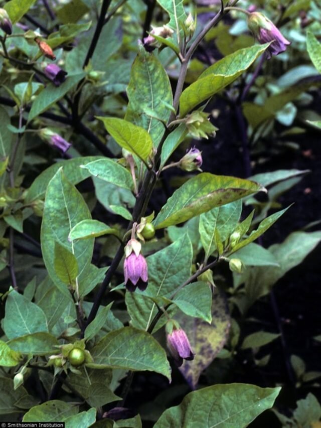 Atropa_belladona_Smithsonian_lg