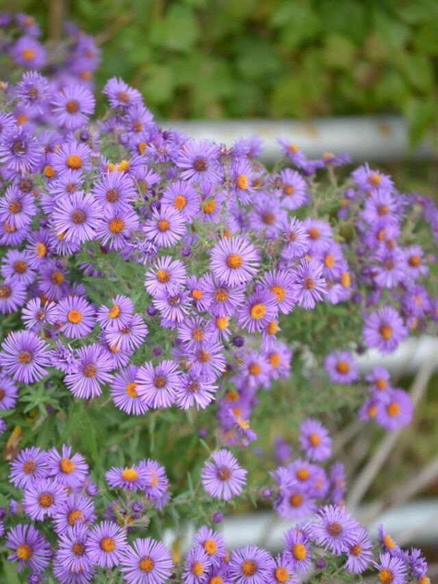 aster-novae-angliae-new-england-aster_main