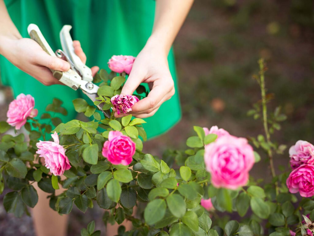 Deadheading Roses