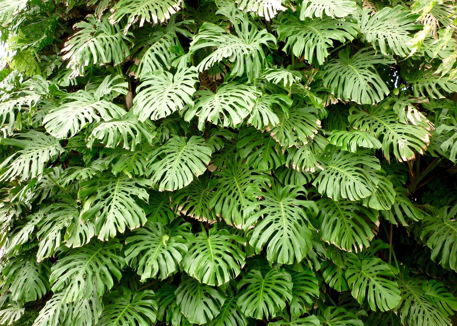 Monstera Deliciosa