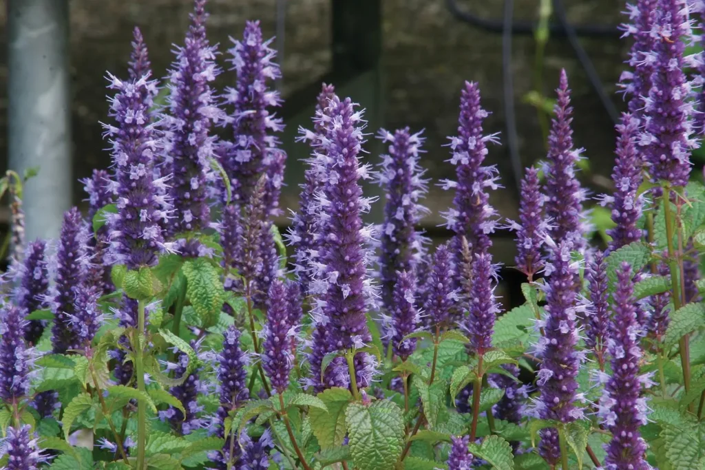 agastache foeniculum