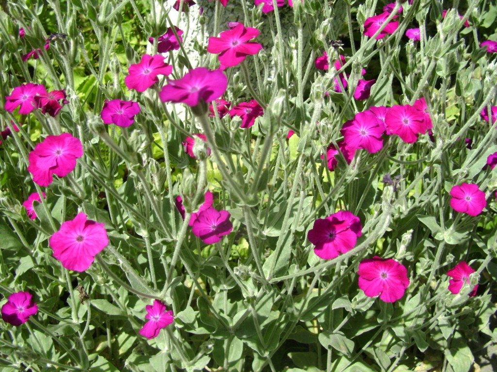 rose campion