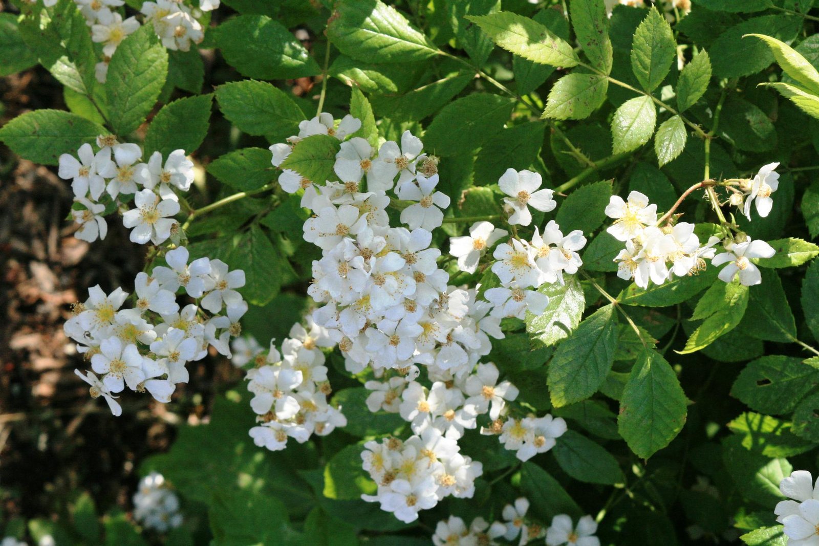 Multiflora Rose