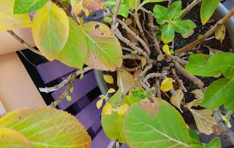 Hydrangea Leaves Turning Yellow due to overwatering