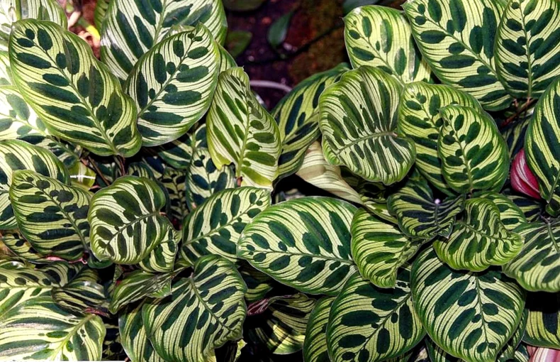 peacock plant
