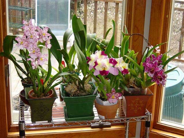 Orchids