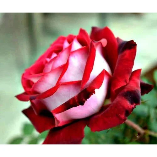 Osiria Rose