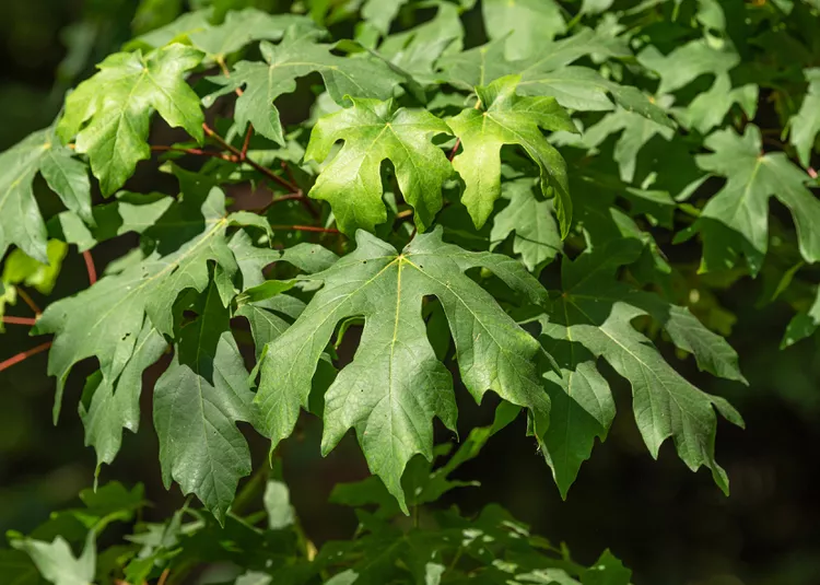 Big leaf Maple Trees