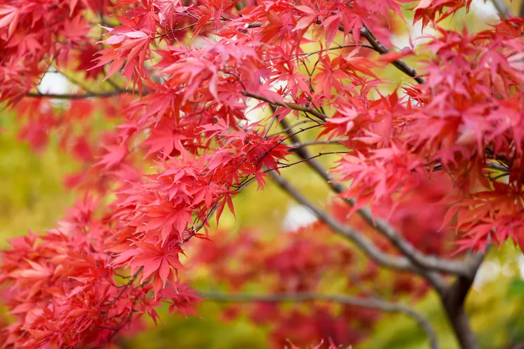 Japanese Maple trees