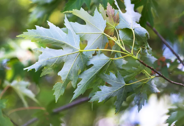 Silver Maple trees