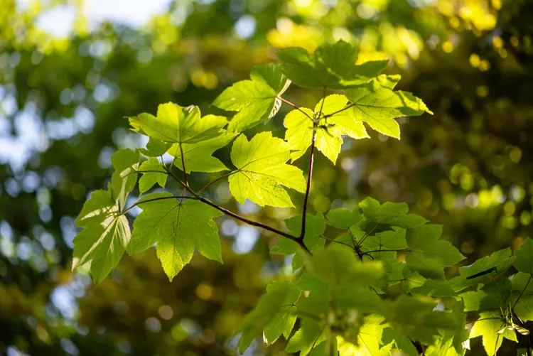 Sycamore Maple trees