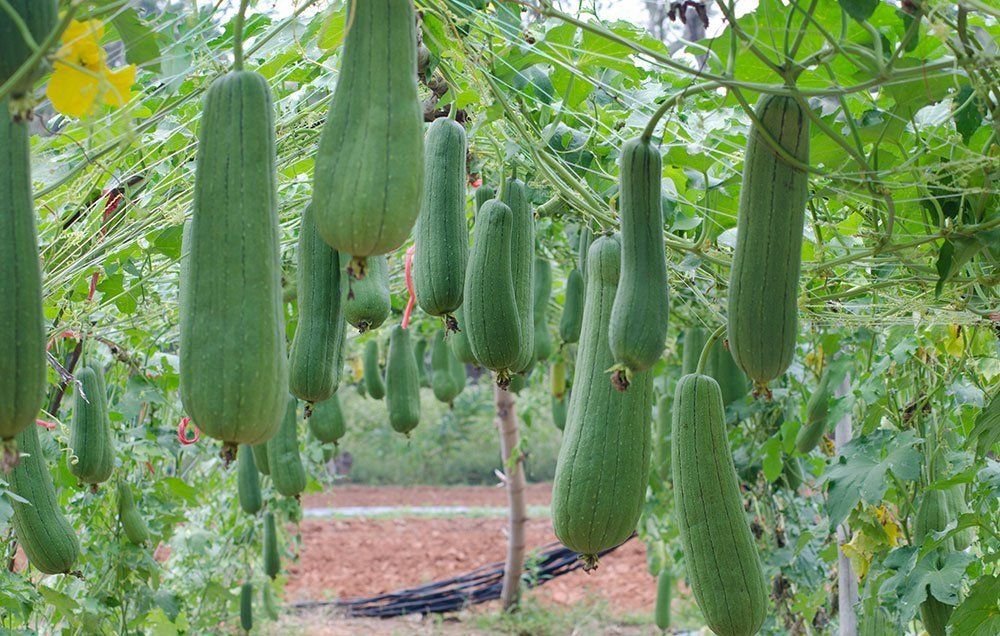 Luffa