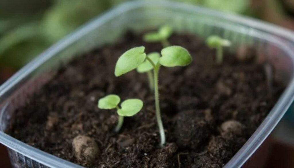 DIY seed starting mix