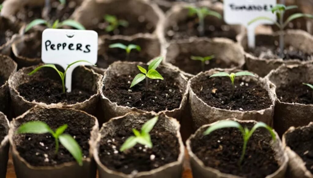 Seed Starting Mix