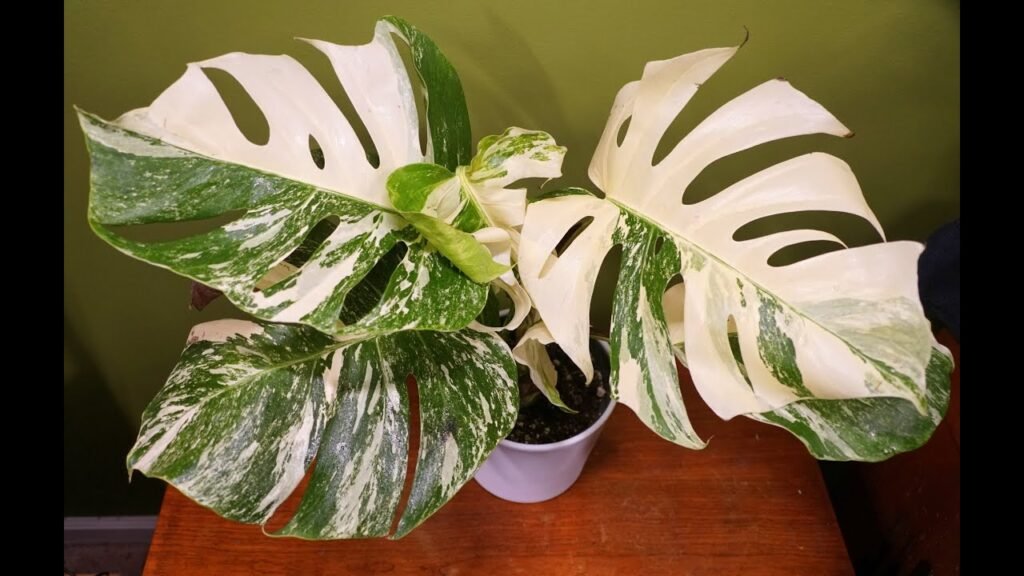 Monstera Albo