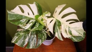 Monstera Albo